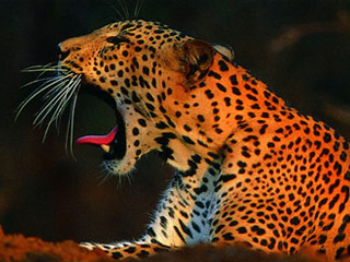 yala leopards