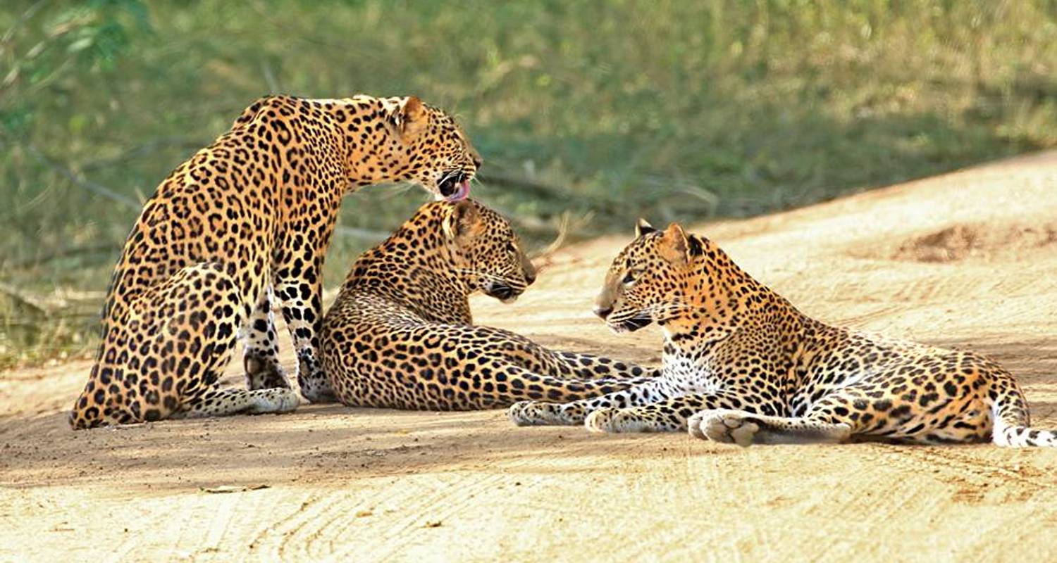 Leopard family in Yala